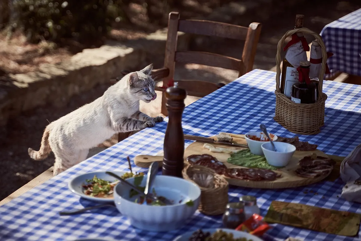 cat, table, dining table, feline, pet, mammal, animal, domestic cat, nature, hunger, food, kitten, cute, hungry, animal world, lick, tongue out